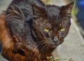 close up of a portrait of homeless dark brown cat very quiet on the sidewalk in a sunny day. The abandoned cat has got middle- Royalty Free Stock Photo