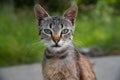 Close-up portrait of a homeless kitten, hungry abandoned pet