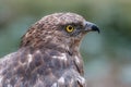 Close-up portrait of honey buzzard with blurred green background Royalty Free Stock Photo