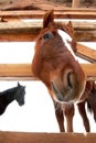 Close-up portrait of a horse Royalty Free Stock Photo