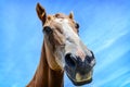 Close-up portrait of horse