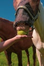 Close up portrait of horse with fly protection mask eating apple on a meadow Royalty Free Stock Photo