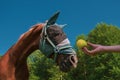 Close up portrait of horse with fly protection mask eating apple on a meadow Royalty Free Stock Photo