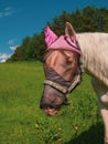 Close up portrait of horse with fly protection mask on a meadow Royalty Free Stock Photo