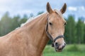 Close up portrait of a horse with green trees and blue sky at the background Royalty Free Stock Photo