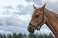 Close up portrait of a horse with green trees and blue sky at the background Royalty Free Stock Photo