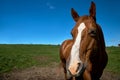 Close up portrait of a horse looking straight into the camera against a blue sky Royalty Free Stock Photo