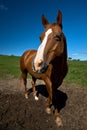 Close up portrait of a horse looking straight into the camera against a blue sky Royalty Free Stock Photo