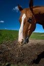 Close up portrait of a horse looking straight into the camera against a blue sky Royalty Free Stock Photo