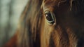 Close-up portrait of a horse. Macro shot of a horse\'s eye. Beautiful animal details