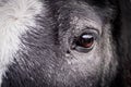 Close-up portrait of horse`s brown eye Royalty Free Stock Photo