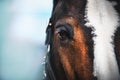A close up portrait of a horse with a white spot on the forehead, brown eyes and long eyelashes, with a bridle on its muzzle Royalty Free Stock Photo