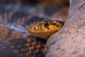 Close-up portrait of horseshoe whip snake peeking out from behind a stone Royalty Free Stock Photo