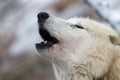 Close-up portrait of howling white wolf