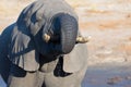 Close up and portrait of a huge African Elephant drinking from waterhole. Wildlife Safari in the Kruger National Park, the main tr Royalty Free Stock Photo