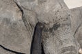 Close up and portrait of a huge African Elephant, with proboscis on the eye. Wildlife Safari in the Kruger National Park, the main Royalty Free Stock Photo