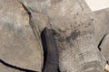 Close up and portrait of a huge African Elephant, with proboscis on the eye. Wildlife Safari in the Kruger National Park, the main Royalty Free Stock Photo