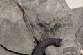 Close up and portrait of a huge African Elephant, with proboscis on the eye. Wildlife Safari in the Kruger National Park, the main Royalty Free Stock Photo