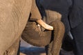 Close up and portrait of a huge African Elephant, with proboscis lying over tusk. Wildlife Safari in the Kruger National Park, the Royalty Free Stock Photo