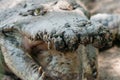 Close up portrait of a hungry crocodile at the crocodile farm Royalty Free Stock Photo