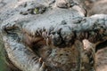 Close up portrait of a hungry crocodile with opened maw at the crocodile farm Royalty Free Stock Photo