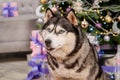 Close-up portrait of a husky dog with a Christmas tree bokeh background Royalty Free Stock Photo