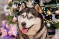 Close-up portrait of a husky dog with a Christmas tree bokeh background Royalty Free Stock Photo