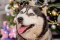 Close-up portrait of a husky dog with a Christmas tree bokeh background Royalty Free Stock Photo