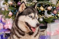 Close-up portrait of a husky dog with a Christmas tree bokeh background Royalty Free Stock Photo