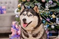 Close-up portrait of a husky dog with a Christmas tree bokeh background Royalty Free Stock Photo