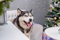 Close-up portrait of a husky dog with a Christmas tree bokeh background Royalty Free Stock Photo