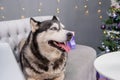 Close-up portrait of a husky dog with a Christmas tree bokeh background Royalty Free Stock Photo