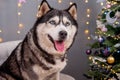 Close-up portrait of a husky dog with a Christmas tree bokeh background Royalty Free Stock Photo