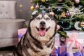 Close-up portrait of a husky dog with a Christmas tree bokeh background Royalty Free Stock Photo