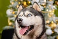 Close-up portrait of a husky dog on a green background, Christmas tree Royalty Free Stock Photo