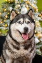 Close-up portrait of a husky dog on a green background, Christmas tree Royalty Free Stock Photo