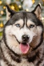 Close-up portrait of a husky dog on a green background, Christmas tree Royalty Free Stock Photo