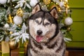 Close-up portrait of a husky dog on a green background, Christmas tree Royalty Free Stock Photo