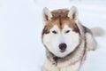 Close-up portrait of Husky dog lying and looking straight to the camera in winter forest Royalty Free Stock Photo