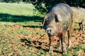 Close up portrait of iberican pig