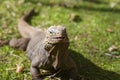 Close up portrait of iguana on the green grass. Free space for text, Cuba Royalty Free Stock Photo