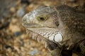 Close-up portrait of iguana