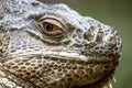 Iguana face detail