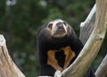 Close up portrait image of an Asian Sun Bear Royalty Free Stock Photo