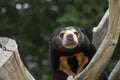 Close up portrait image of a Asian Sun Bear Royalty Free Stock Photo