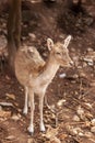 Close up  portrait image of a  fallow deer fawn Dama dama Royalty Free Stock Photo