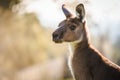 Close-up portrait image of kangaroo face Royalty Free Stock Photo