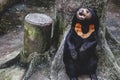 Close up portrait image of a Malayan sun bear Royalty Free Stock Photo