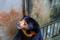 Close up portrait image of a Malayan sun bear Royalty Free Stock Photo
