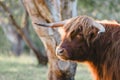 Close up portrait of male Highland Cow on Australian farm Royalty Free Stock Photo